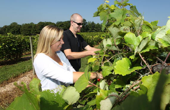 a woman and man checking grapes on the vine